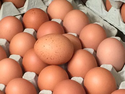 Hof Baumgarte - Eier aus Freilandhaltung